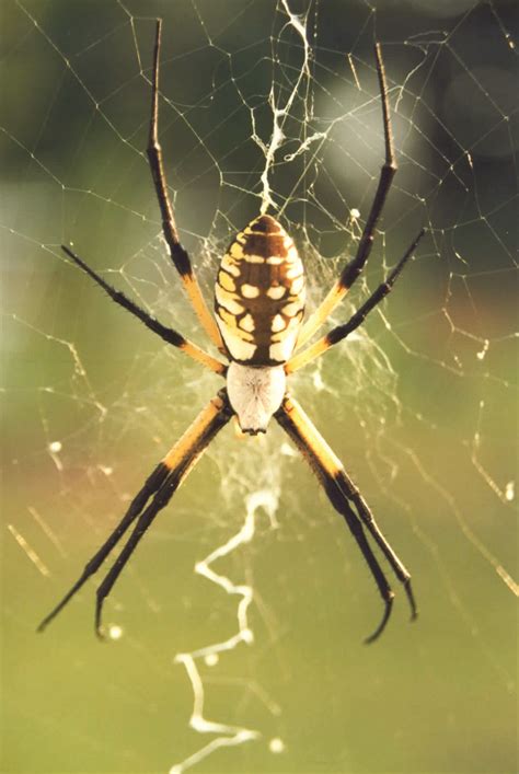 Black And Yellow Garden Spiders Control Of Argiope Aurantia