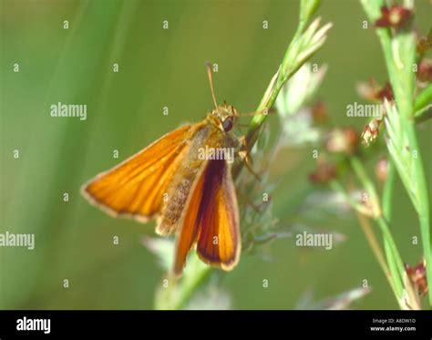 Small Skipper Butterfly Thymelicus Sylvestris Stock Photo Alamy