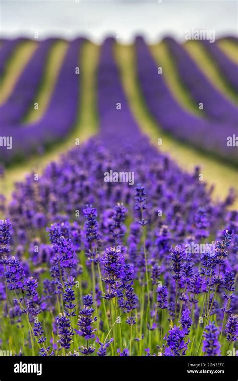 Rows Of Folgate Lavender At Scottish Lavender Oils On Tarhill Farm In