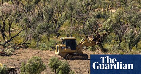 Exclusive Land Clearing Surge In Queensland Set To Wipe Out Direct