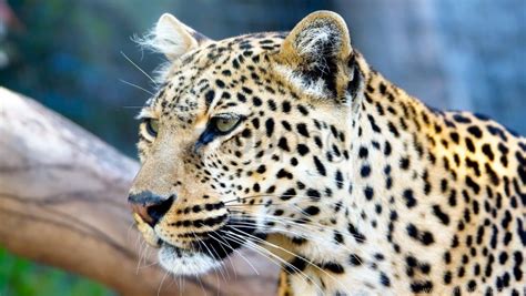 Free Download Hd Png Big Cat Color Face Leopard Predators Wallpaper