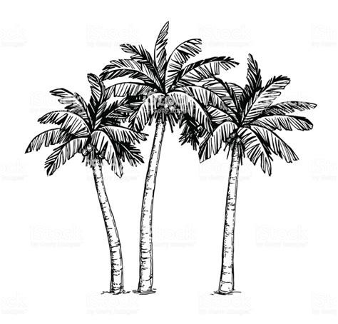 Resultado De Imagen De Dibujo Palmera Palm Tree Drawing Trees My XXX