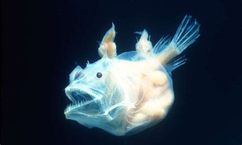 10 Incredible Anglerfish Facts Az Animals