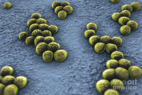 Superbug Mrsa Photograph By Science Picture Co Fine Art America