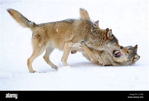 Fighting Playing Wolves Cub Mackenzie Wolf Alaskan Tundra Wolf Or