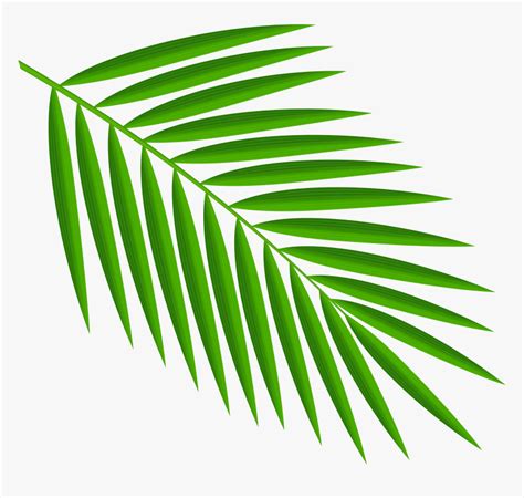 Green Palm Leaves Png Clipart Palm Leaf Clipart Png Transparent Png