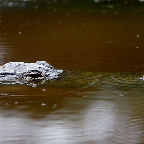 Record Breaking 1000 Plus Pound Alligator Caught In Alabama River