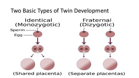 Twin Genetics Ppt 2010