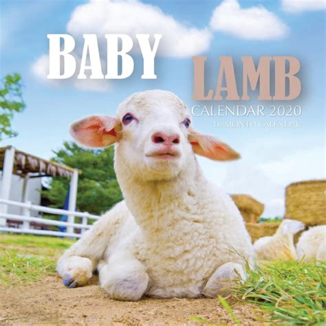 Baby Lamb Calendar 2020 16 Month Calendar Paperback