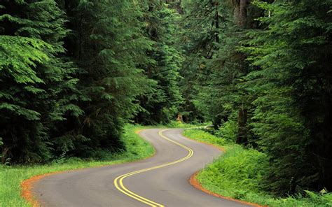 Forest Road Wallpapers 4k Hd Forest Road Backgrounds On Wallpaperbat