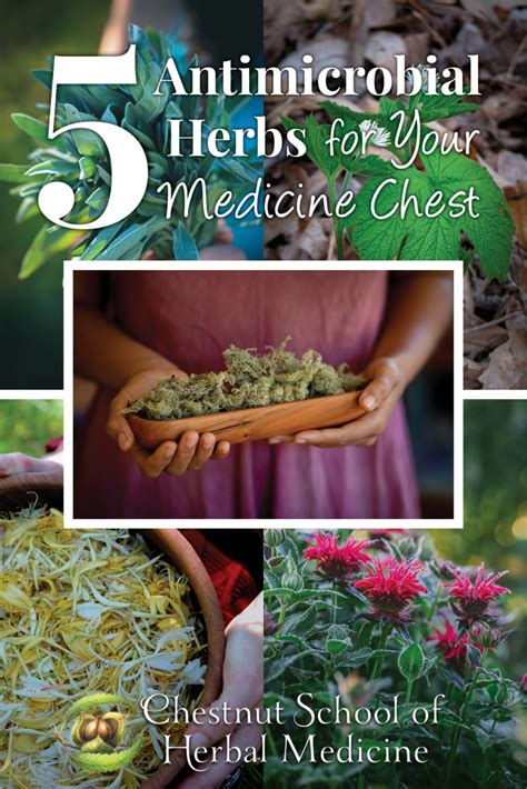 5 Antimicrobial Herbs For Your Medicine Chest Herbalism Natural