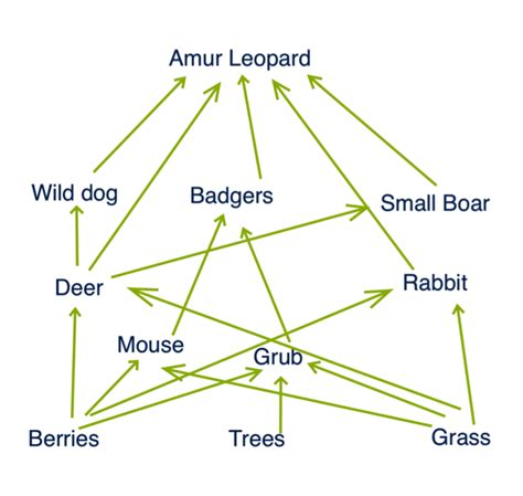 Amur Leopard Food Web