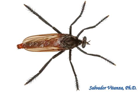 Diptera Asilidae Archilestris Magnificus Robber Flies Male B Urban