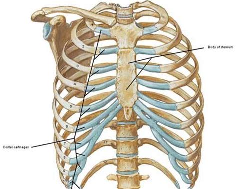 Sternum, costal cartilages, and ribs image source: Anatomy Lesson 15: "Crouching Grants - Hidden Dagger ...