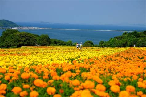Nokonoshima Island Park The Must Visit Spot On Nokonoshima
