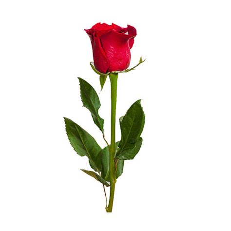 Single Red Rose Shopnideas