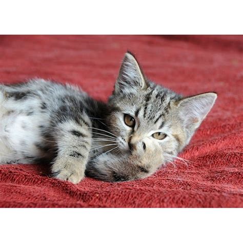 Harper The Tiny Tabby Girl Kitten Female Domestic Short Hair Cat In