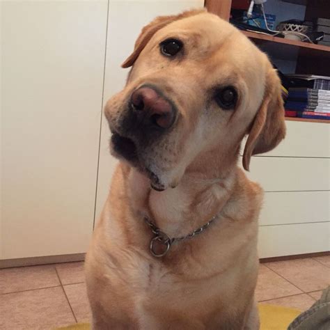 169 likes · 4 talking about this · 11 were here. My dog Scooby Doo | Labrador retriever, Dogs, Retriever