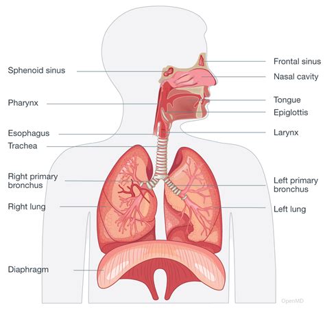 Introduction To Human Respiratory System