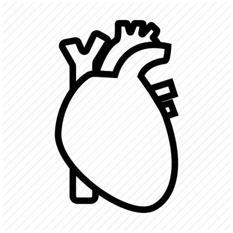 Anatomical Heart Png Transparent Images Pictures Photos Png Arts