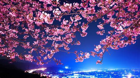 Cherry Blossom Tree Wallpaper 50 1920x1080