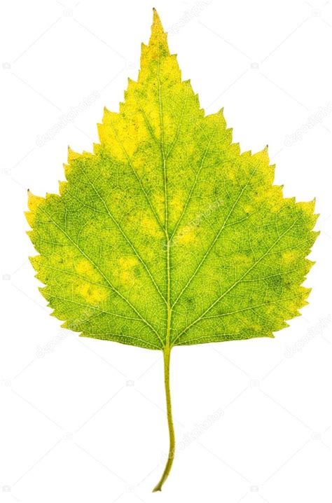jesień liść brzozy — Zdjęcie stockowe © labrador #31248241