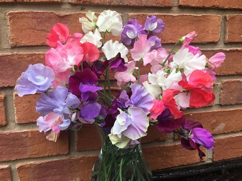 Mixed Spencer Sweetpeas