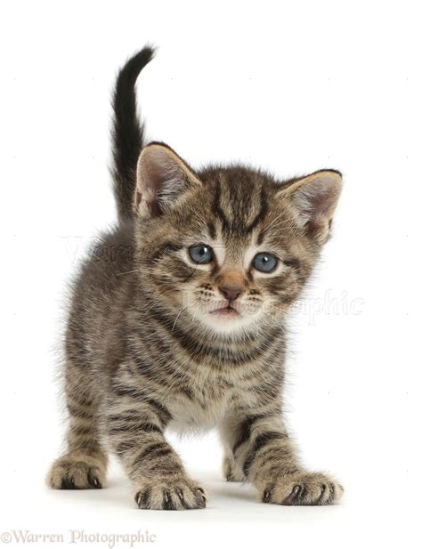 Cute Tabby Kitten Photo Wp42145