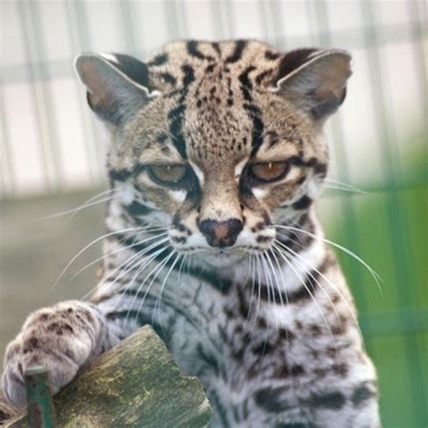 91 Best Margay Images On Pinterest Domestic Cat Cat Breeds And Animals