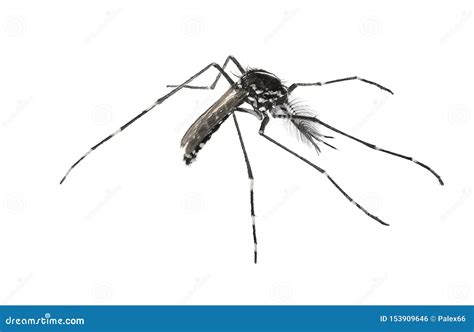Asian Tiger Mosquito Or Forest Mosquito Stock Photo Image Of