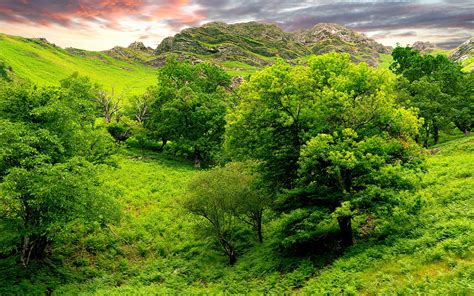 Wallpaper Trees Green Brightly Grass Summer Mountains Relief