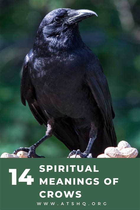 Crow Symbolism 14 Spiritual Meanings Of Crow