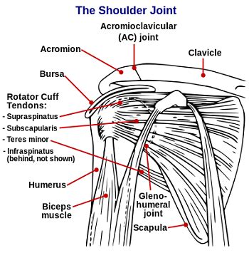 The teres minor muscle is one of the four muscles that make up the rotator cuff, the others being action: What are the Rotator Cuff Muscles? - Definition & Actions ...