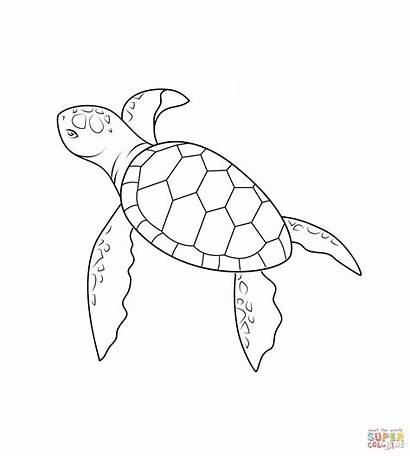 Turtle Outline Sea Coloring Drawing Easy Pages