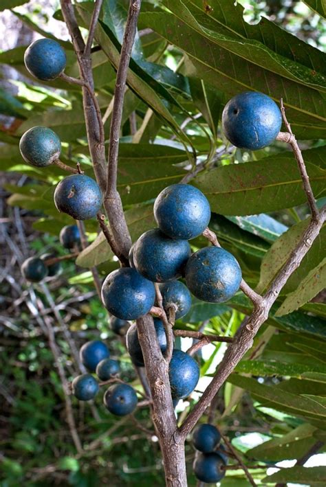 Elaeocarpus Grandis Fruit Australian Native Plants Australian Plants