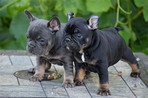 Blue french bulldogs can thank only to their genes for another cost includes the care of pregnant frenchies. French Bulldog puppies price range. How much do French ...