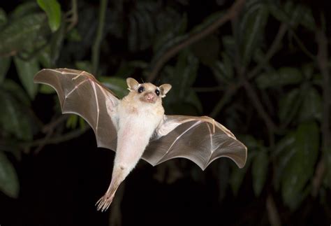 Are Bats Really Blind Live Science