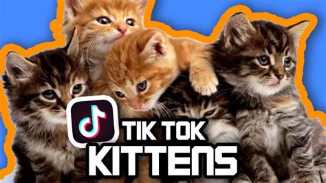 Kittens Of Tik Tok Cute Kitten Memes To Butter Your Beans Youtube