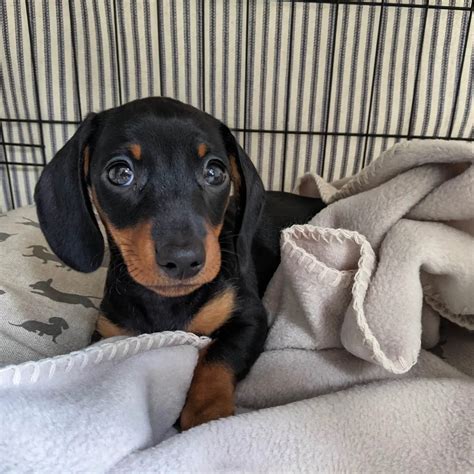 15 Photos Of Adorable Dachshund Puppies That Make Everyone Fall In Love