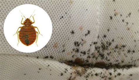 Preventing And Treating Bed Bug Poop Understanding The Dangers