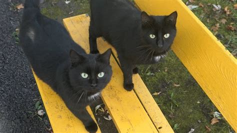 Two Black Cats Live On The Bench Youtube