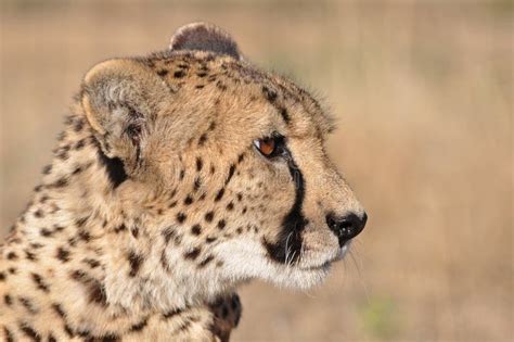 Cheetah In Profile Stock Image Image Of Safari South 21223555