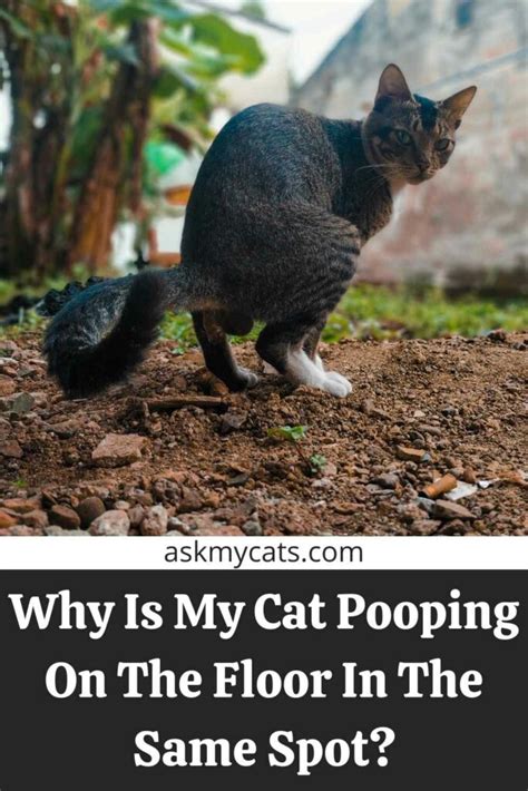 My Cat Keeps Pooping On The Floor In The Same Spot How To Stop Them