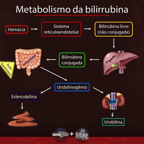 Resumo Síndrome Ictericia Sanar Medicina