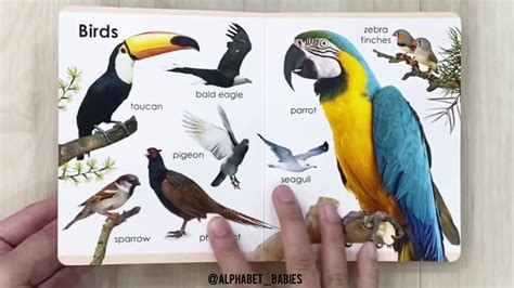 Dk My First Animals Board Book By Ig Alphabetbabies Youtube