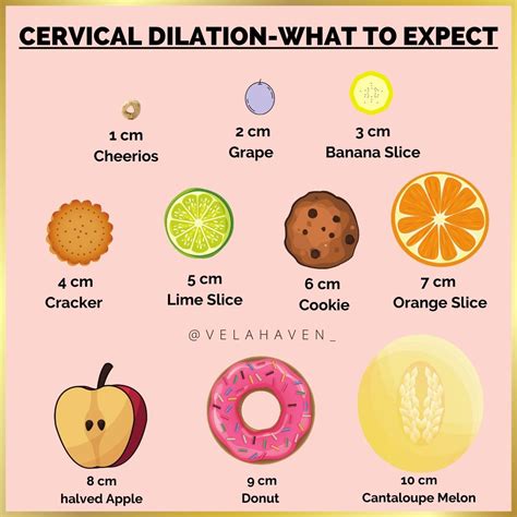 Cervical Dilation Cantaloupe And Melon Banana Slice Dilations