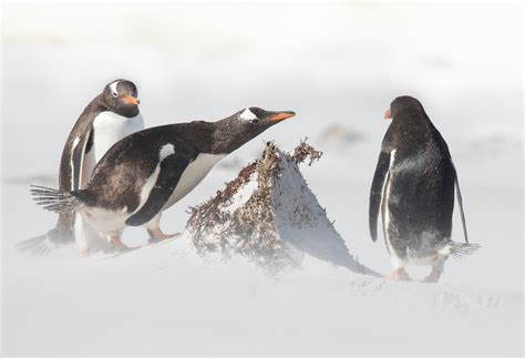 Pet Krajev Poleg Antarktike Kjer živijo Pingvini
