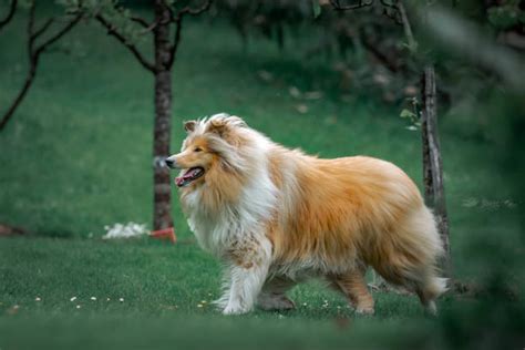 Lassie Dog Stock Photos Pictures And Royalty Free Images Istock