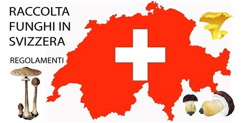 Il più economico e' bus che costa 65€. Raccolta funghi Svizzera 2019 - Regolamenti ...