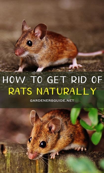 Jul 21, 2017 · a few basic prevention techniques can help keep woodlice out of your garden. How To Get Rid Of Rats And Mice In Your Garden in 2020 ...